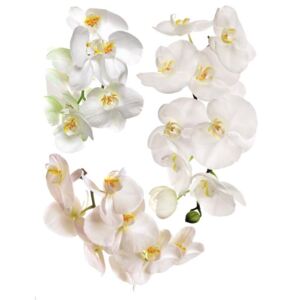 Zidna naljepnica Orhideje 06 65x85 cm