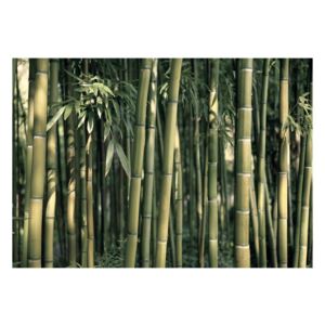 Velko format pozadine artgeist bambus egzotični, 200 x 140 cm