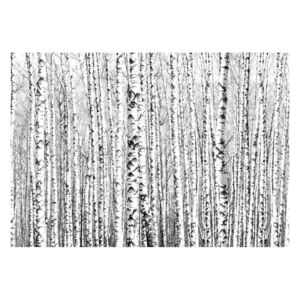 Veliki format Wallpaper Artgeist Birch šuma, 400 x 280 cm