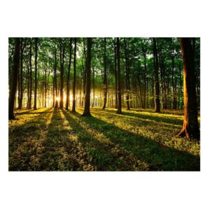 Velko format pozadine artgeist proljeće jutro u šumi, 200 x 140 cm