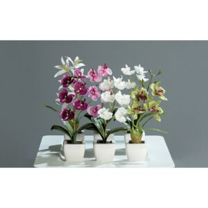 Orhideja u posudi 18cm više boja