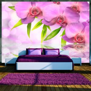 Foto tapeta - Orchids in lilac colour