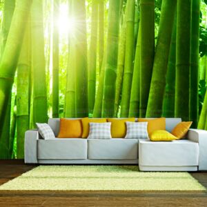 Foto tapeta - Sun and bamboo