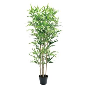 Biljka u posudi Bamboo