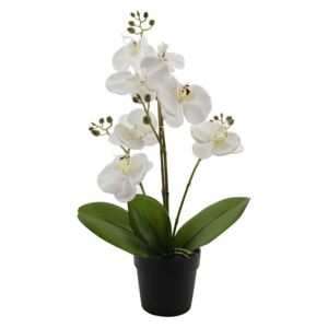 Biljka u posudi Orhideja bijela 90cm