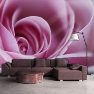 Foto tapeta - Pink rose